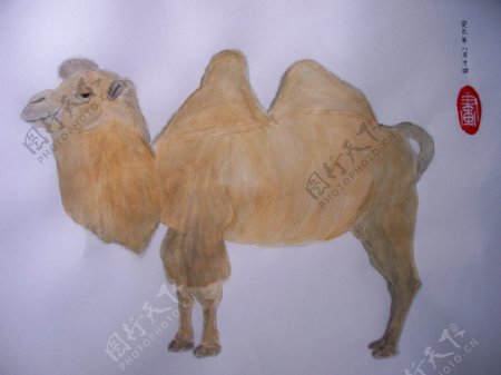 水粉画骆驼国画图片