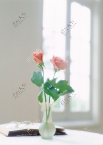 室内窗户前圆桌上的花瓶玫瑰图片
