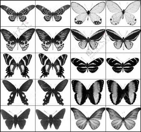 多种蝴蝶ps笔刷图片