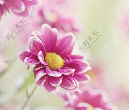 位图植物图案花朵写实花卉野花免费素材