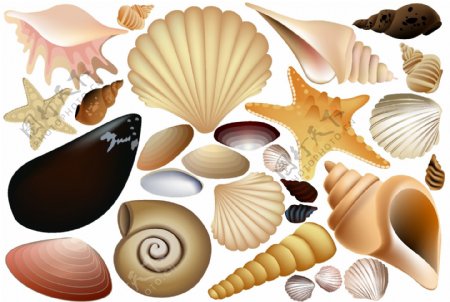 贝壳海螺矢量图