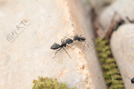 两只蚂蚁图片