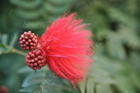 花与果实