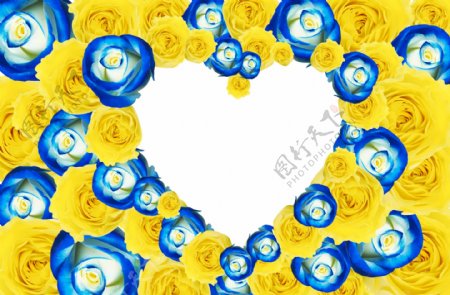 蓝色和黄色玫瑰花