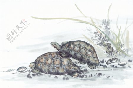 水墨画海龟背景图