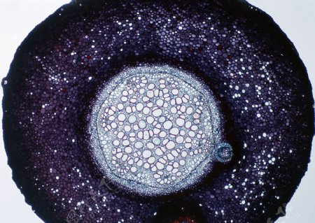 圆形斑点细胞结晶