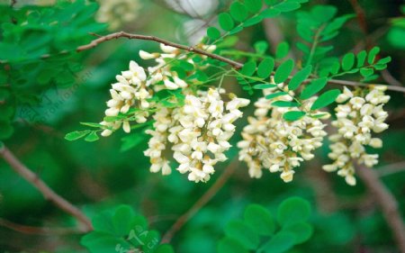 位图植物花朵写实花卉茉莉花免费素材