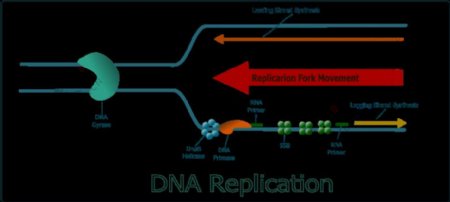 DNA的复制