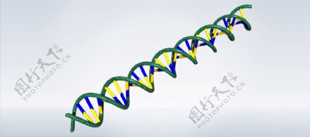 人类的DNA