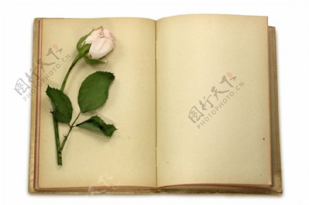 玫瑰花与旧书
