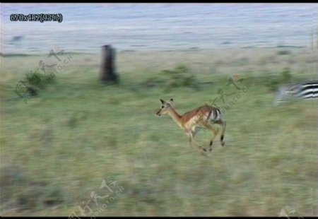 非洲藏羚羊实拍视频下载