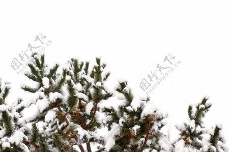 树上覆盖着雪的背景
