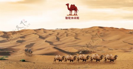 骆驼沙漠图片