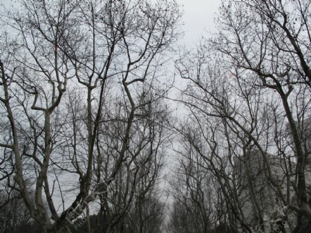 实拍上海襄阳公园梧桐树
