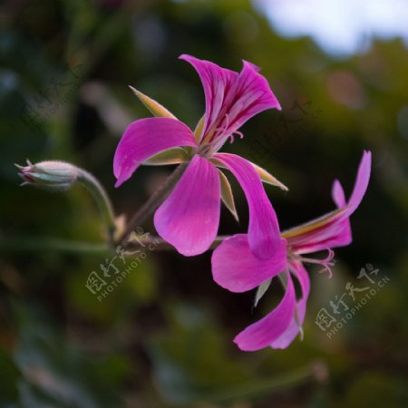 位图植物摄影写实花卉花朵数码照片免费素材