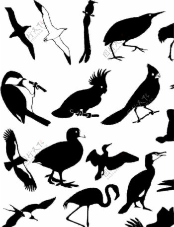 野生鸟类动物矢量图