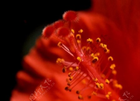 高速摄像拍摄鲜花生长过程之十图片