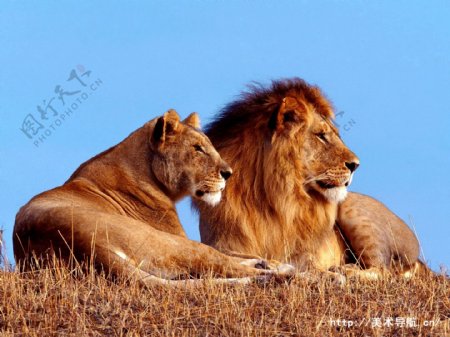 2只狮子