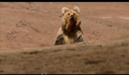 动物狗熊视频素材图片