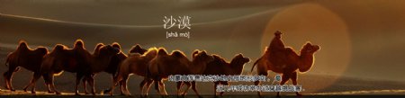 内蒙古沙漠banner骆驼夕阳