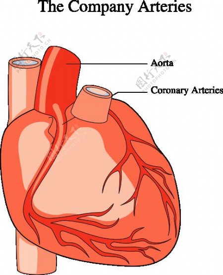 心脏医学图剪贴画