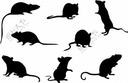 老鼠设计图