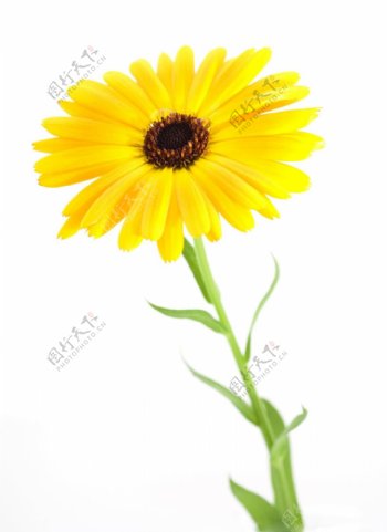 位图植物摄影花朵花卉免费素材