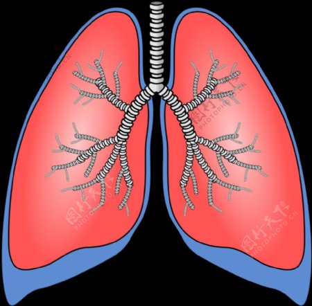 polmoni肺