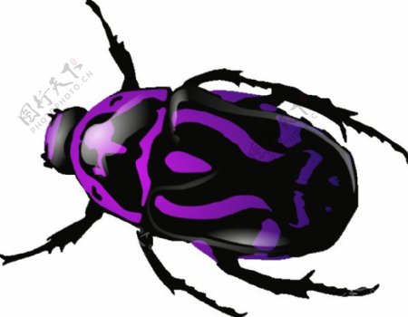 紫色甲虫剪贴画
