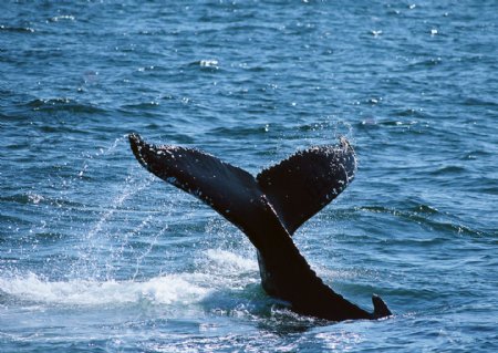 鲸鱼海豚