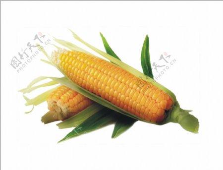 新鲜玉米图片psd素材