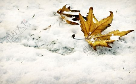 雪地里的秋叶
