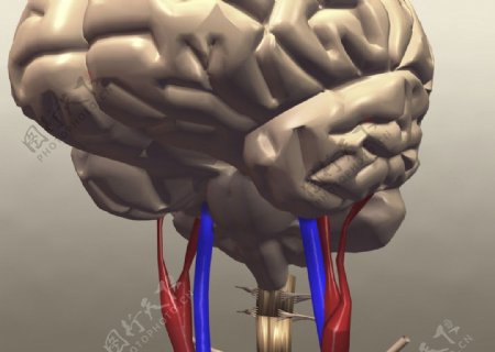 人脑脑部结构图片