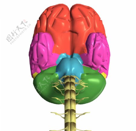 人脑结构图片