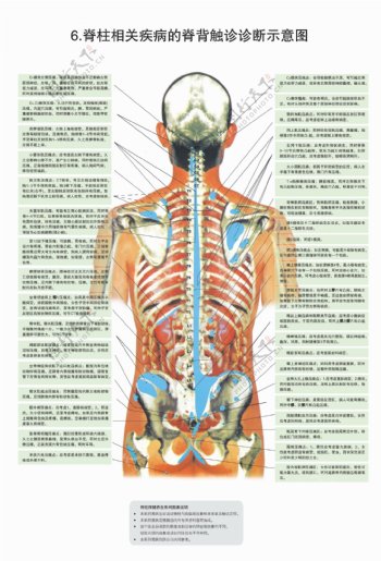 脊柱图解图片