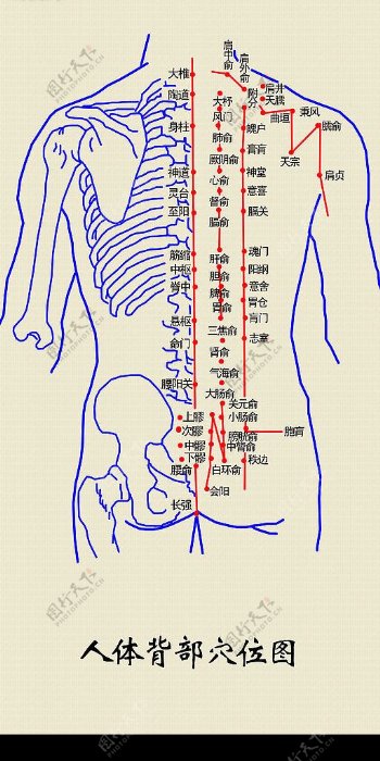 人体背部穴位图图片