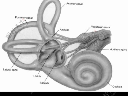 耳蜗解剖图图片