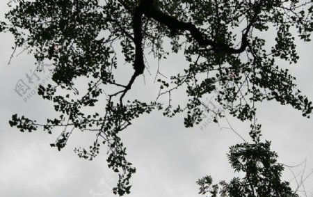 树枝图片