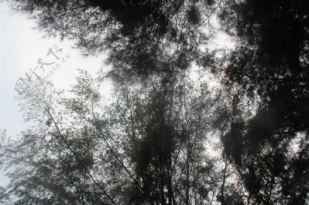 树影斑驳图片