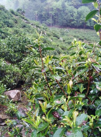 茶树生长环境图片