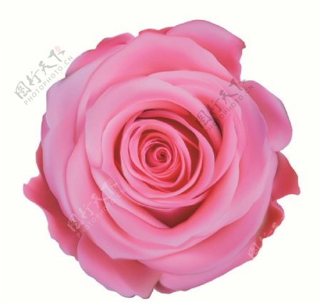 rose玫瑰花图片