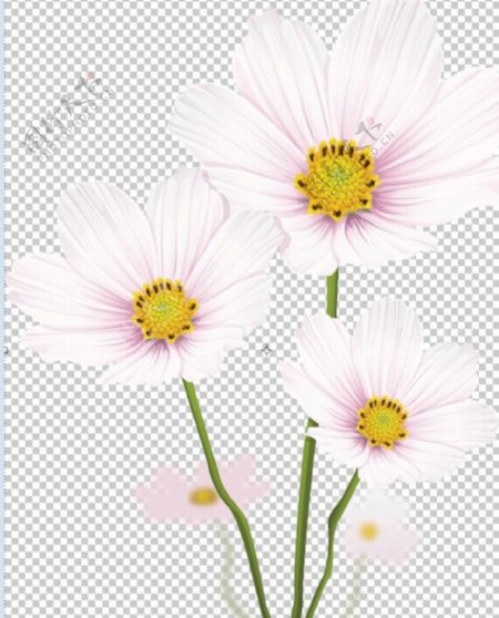 幽雅的白色花朵矢量素图片