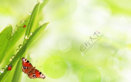 绿叶蝴蝶图片