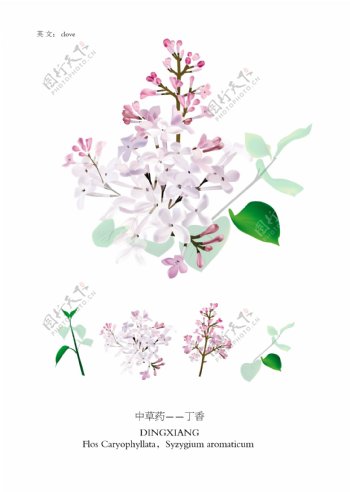 中草药紫丁香花图片