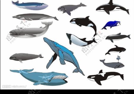 精选CorelDARW海洋生物矢量图鲸鱼图片