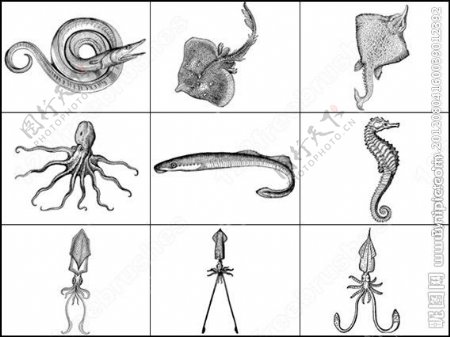 章鱼带鱼海马海洋生物笔刷