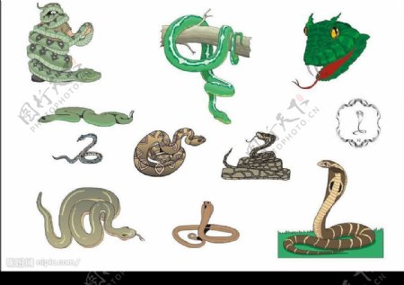 CorelDARW精选矢量图库爬行动物蛇图片
