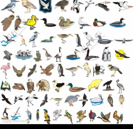 243种鸟类形态的矢量图图片