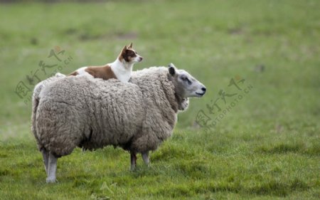 动物世界羊图片