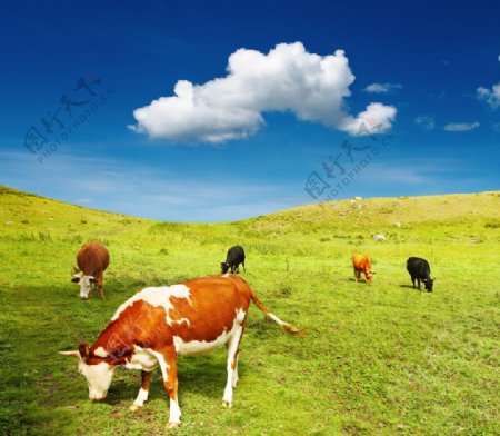 正在食草的奶牛图片